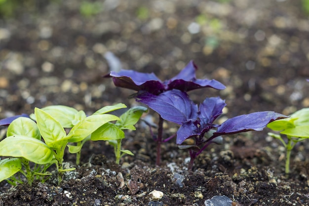 Jeunes feuilles fraîches et pousses de basilic