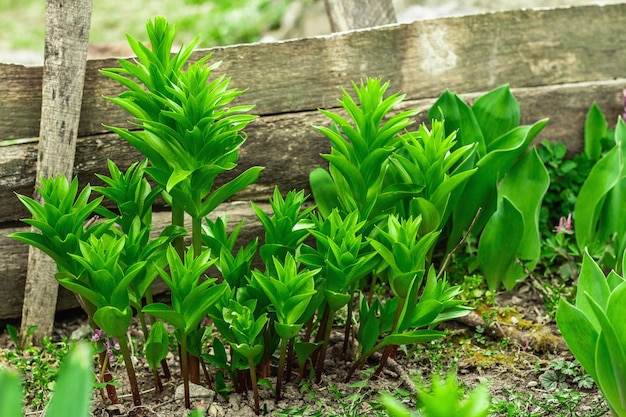 Jeunes feuilles de Fritillaria imperialis dans le jardin Printemps saisonnier de plantes en croissance Concept de jardinage