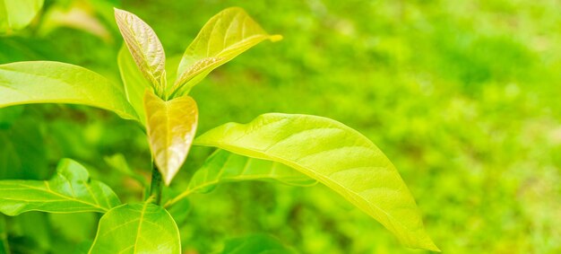 Jeunes feuilles en gros plan d'un avocatier ramifié dans un jardin d'avocat à feuilles vertes