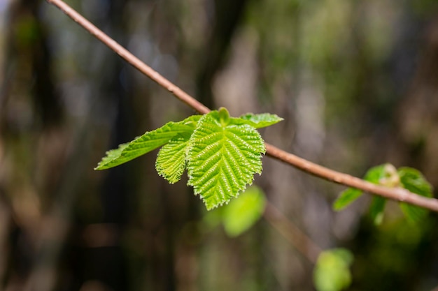 Les jeunes feuilles de Hazel vert printanier Corylus avellana sur la branche de l'arbre lors d'une soirée printanière ensoleillée avec un soleil éclatant et des structures translucides se bouchent