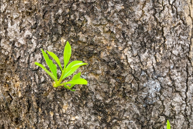 Jeunes feuilles ou jeune branche sur un écorce d&#39;arbre