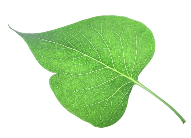 Les jeunes feuilles de lilas isolé sur fond blanc