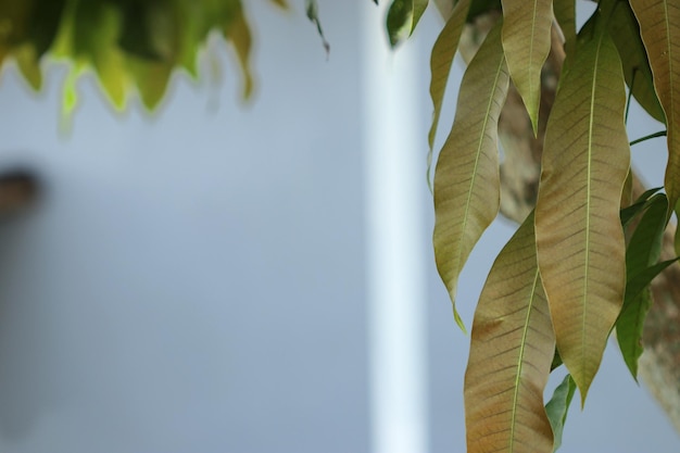 Jeunes feuilles de mangue au printemps avec un tracé de détourage