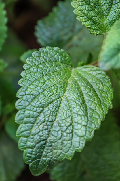 Jeunes feuilles de menthe verte dans le jardin dans la nature en arrière-plan