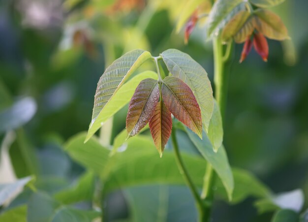 Les jeunes feuilles de noyer vert se bouchent