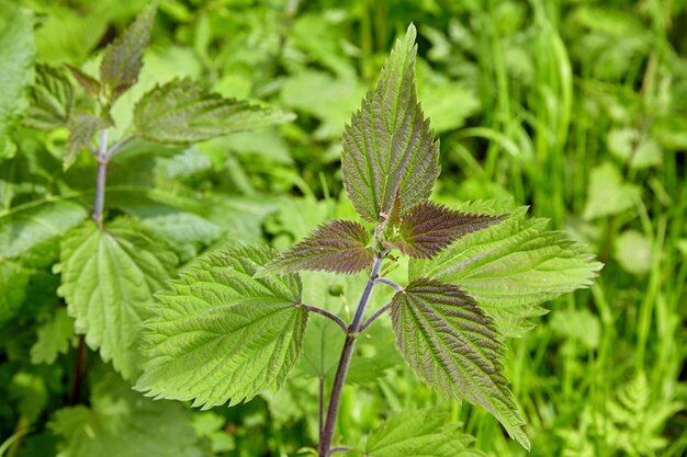 Les jeunes feuilles d'ortie sur fond vert. Herbe médicinale