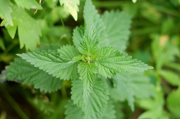 Photo les jeunes feuilles d'orties vertes fraîches plante médicinale