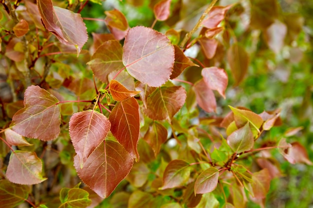 Jeunes feuilles de peuplier d'une teinte rouge dans une forêt printanière.