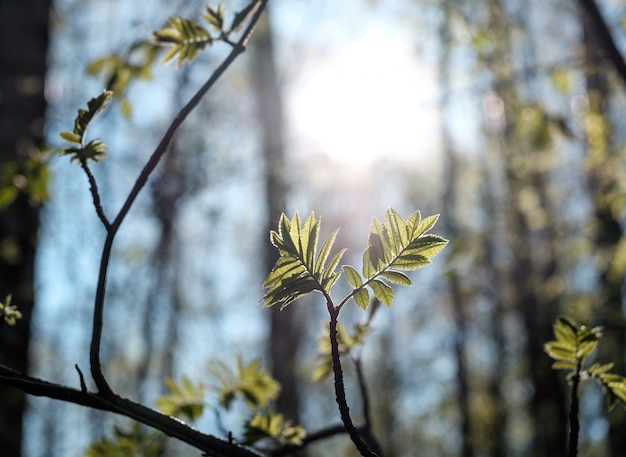 Jeunes feuilles de printemps