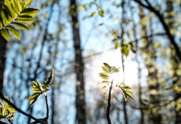 Jeunes feuilles de printemps