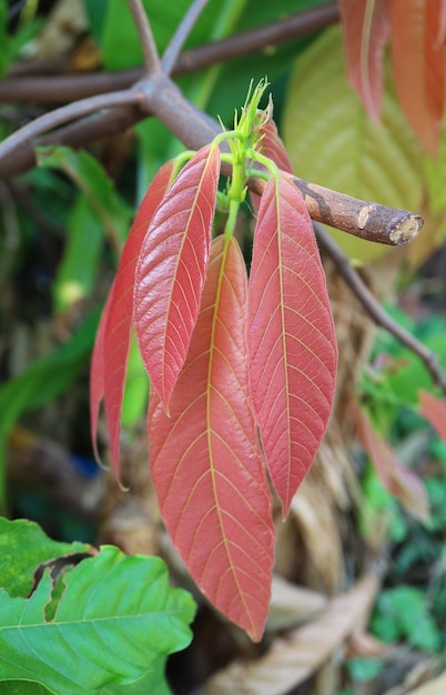 Jeunes feuilles rouge rosâtre de cacaoyer ou Theobroma Cacao