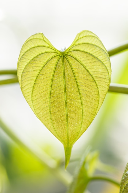 Jeunes Feuilles Vert Clair De Lianes Tropicales Dans Un Jardin Botanique