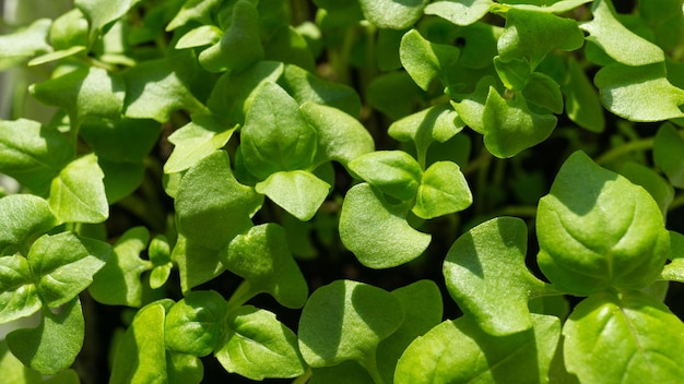 Jeunes feuilles vertes de basilic dans la serre chaude