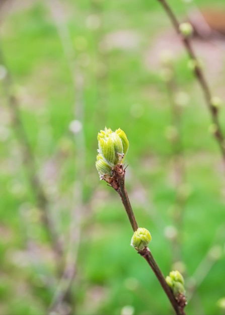 Photo jeunes feuilles vertes et bourgeons sur les branches d'arbres dans un parc de la ville