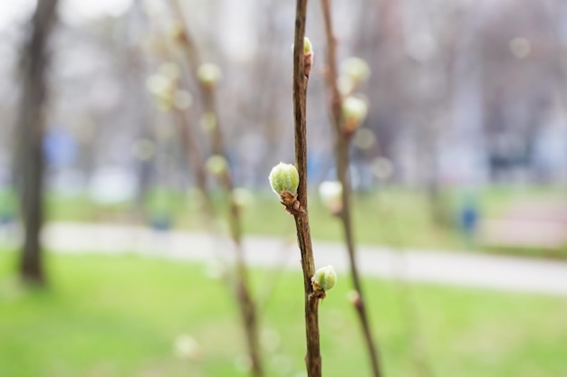 jeunes feuilles vertes et bourgeons sur les branches d'arbres dans un parc de la ville