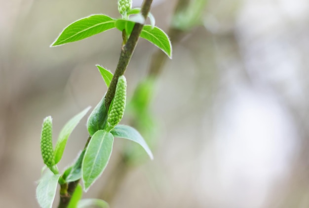 Jeunes feuilles vertes sur une branche gros plan photo macro