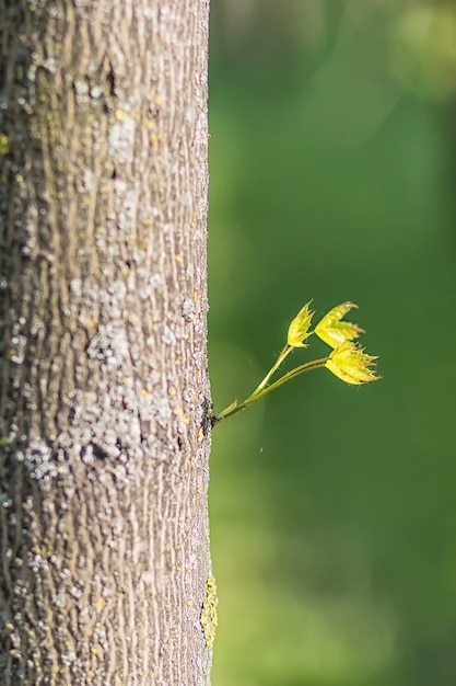 Jeunes feuilles vertes d&#39;érable