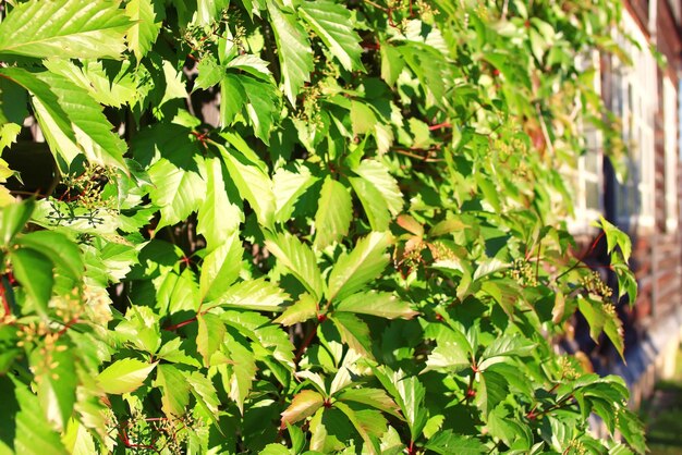 jeunes feuilles vertes fond de printemps