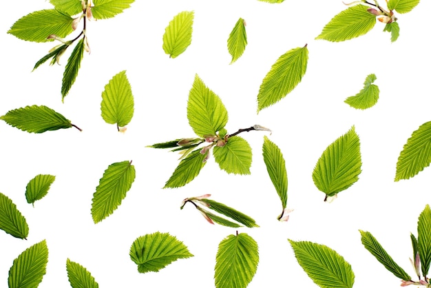 Jeunes feuilles vertes fraîches. Beau fond saisonnier de printemps.