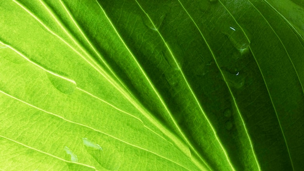 Jeunes feuilles vertes avec des gouttes d'eau après la pluie Fond naturel naturel