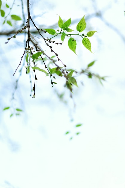 Photo jeunes feuilles vertes. journée ensoleillée et fond nature printemps. concept de pâques espace de copie.