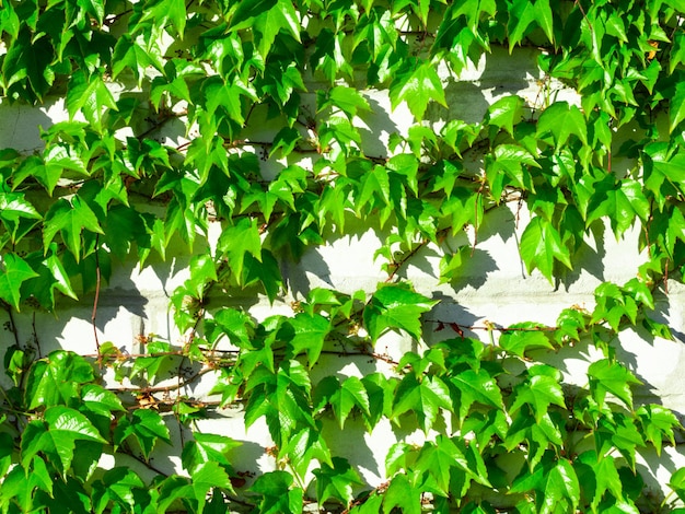 Les jeunes feuilles vertes juteuses des raisins tissent le long d'un mur de briques blanches