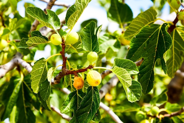 Les jeunes figues poussent sur l'arbre