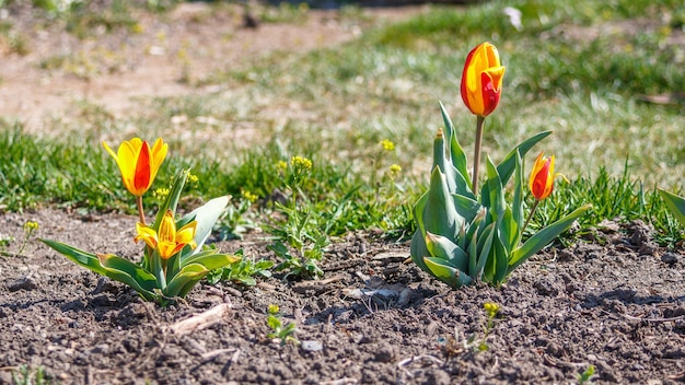 Jeunes fleurs en fleurs dans les parterres de tulipes. Le début du mois de mai fleurit dans le jardin d'un parc public avec l'arrivée du printemps.