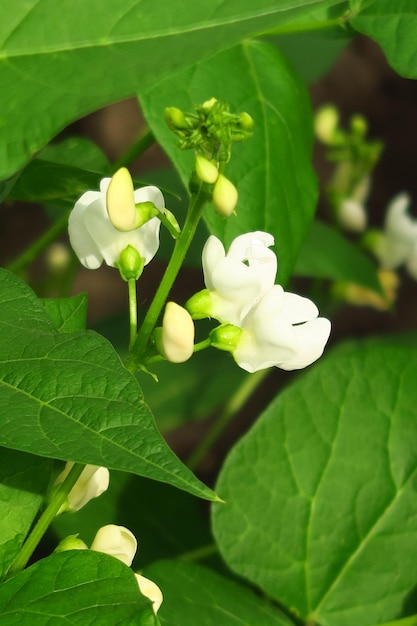 jeunes fleurs de haricots blancs dans un potager sur une ferme maraîchère