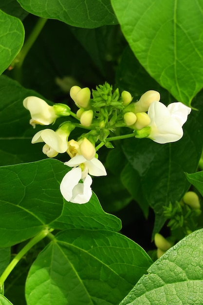 jeunes fleurs de haricots blancs dans un potager sur une ferme maraîchère