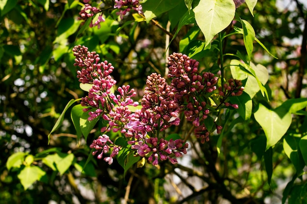 Jeunes fleurs lilas parmi les feuilles vertes agrandi