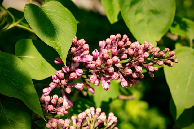 Jeunes fleurs lilas parmi les feuilles vertes agrandi