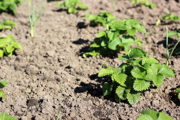 Jeunes fraises dans le jardin. Plate-bande de printemps avec sol meuble.