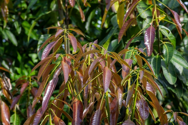 Jeunes jeunes feuilles de mangue pour fond naturel