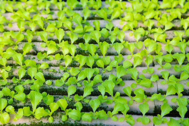 Jeunes légumes hydroponiques poussant sur l&#39;eau