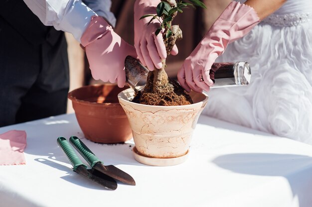 Jeunes mariés plantant un petit arbre dans un petit pot