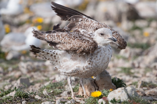 Jeunes mouettes près des falaises