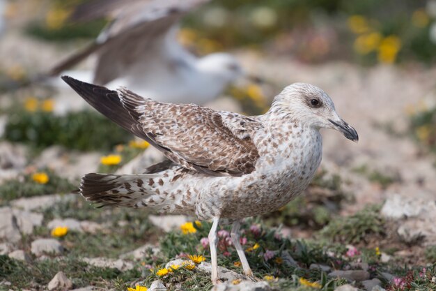 Jeunes mouettes près des falaises