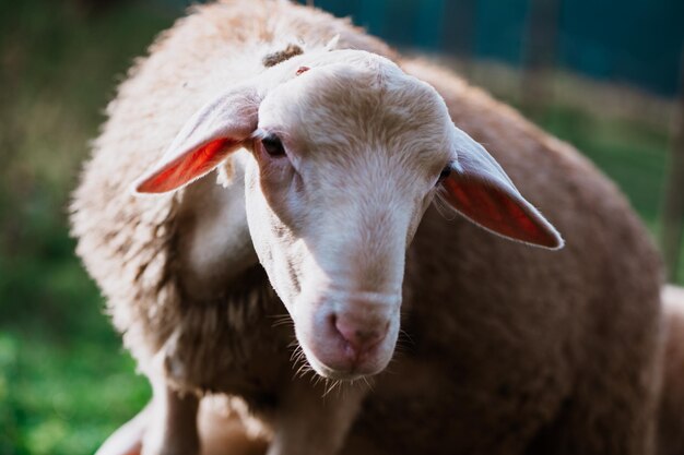 Jeunes moutons et agneaux mignons en Slovaquie à la ferme, détail des moutons,