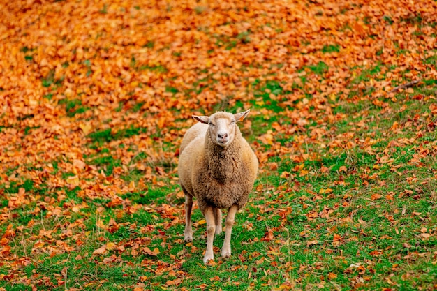 Jeunes moutons et feuilles jaunes sur l'herbe verte