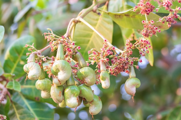 Les jeunes noix de cajou sur l'arbre et les fourmis s'accrochent aux noix de cajou