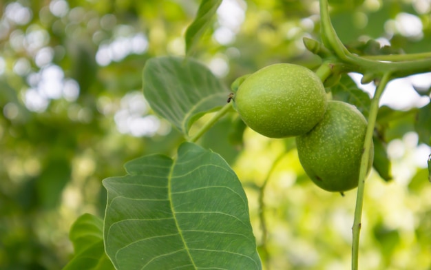 Jeunes noix vertes sur l'arbre. Le noyer pousse en attendant d'être récolté. Noyer se bouchent. Fond de feuilles vertes.