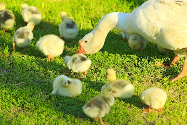 jeunes oies avec leur oie sur l'herbe dans le village