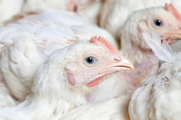 Jeunes petits poulets dans une usine de viande de poulet