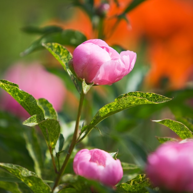 Jeunes pivoines roses dans le jardin d'été, coquelicots rouges sur fond