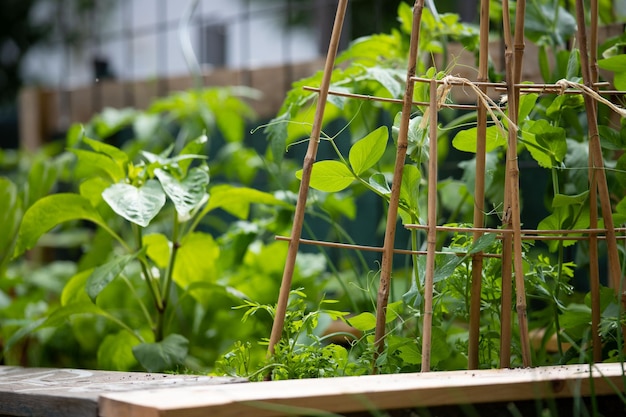 Les jeunes plantes poussent dans un lit surélevé au soleil