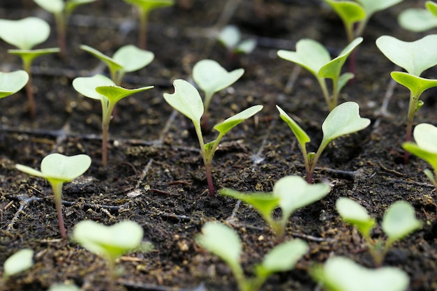 Les jeunes plantes qui poussent en gros plan à effet de serre