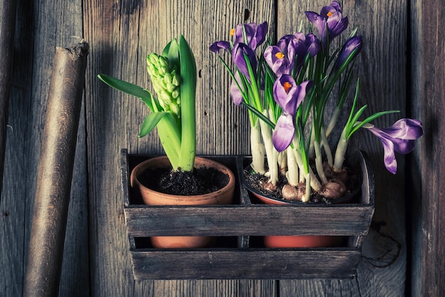 Jeunes plantes vertes dans un vieil atelier en bois