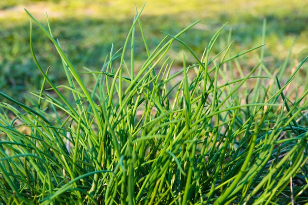 Jeunes plantes vertes oignons de printemps en plantation