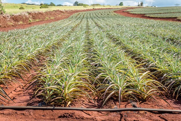 Les jeunes plants d'ananas sur la rive nord d'Oahu, Hawaii